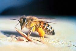 Africanized-honey-bee.jpg