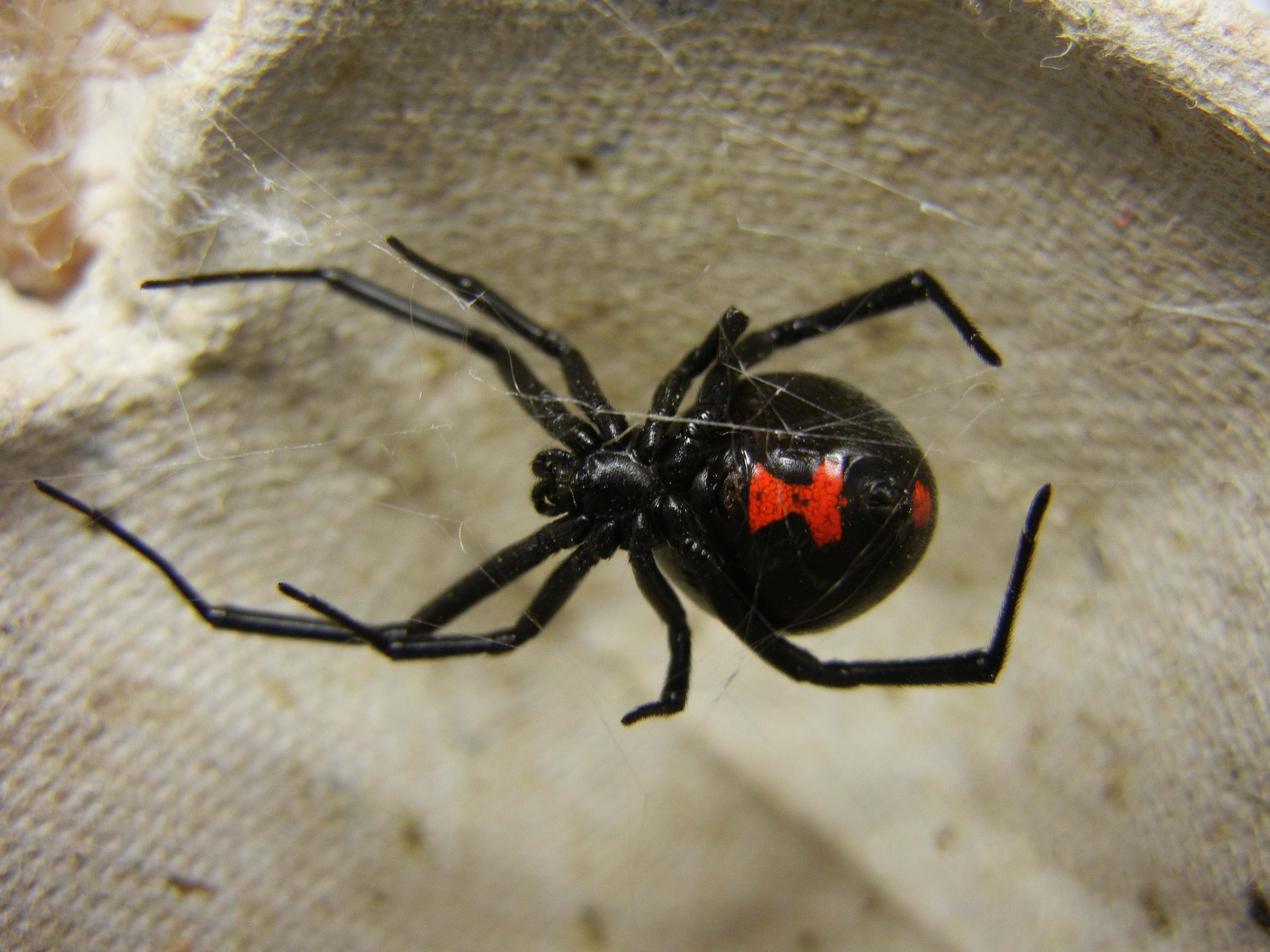 black-widow-spider-color.jpg