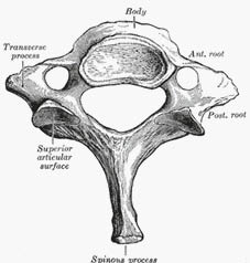 EMR061812 fig 4 seventh cervical vertebra.pdf