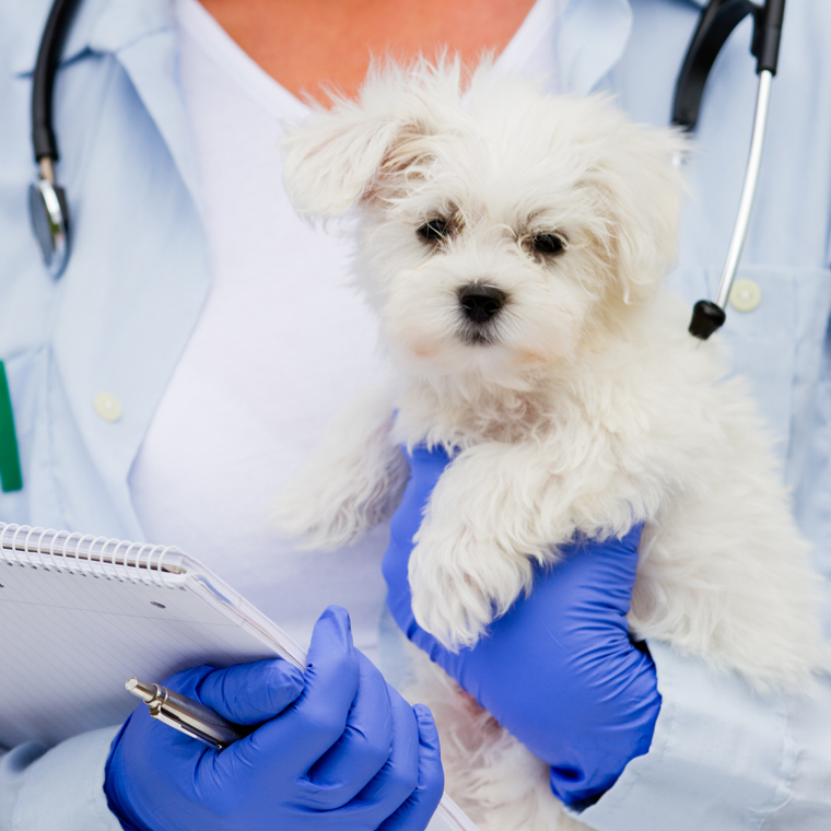 dog being held by medical employee