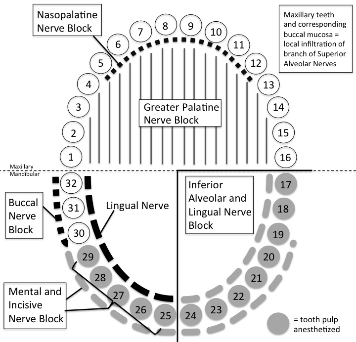 Nerve territory diagram