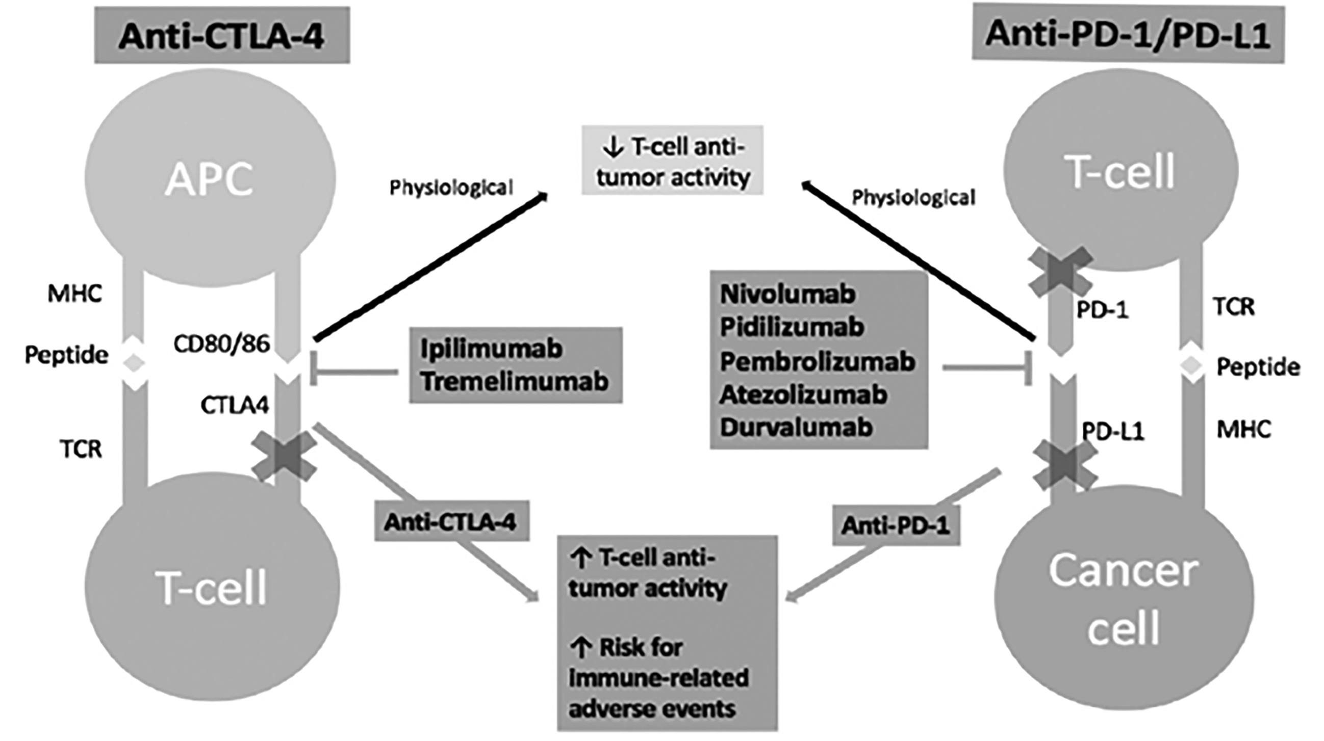Mechanism of Action of Anti-CTLA-4 and Anti-PD-1 Agents
