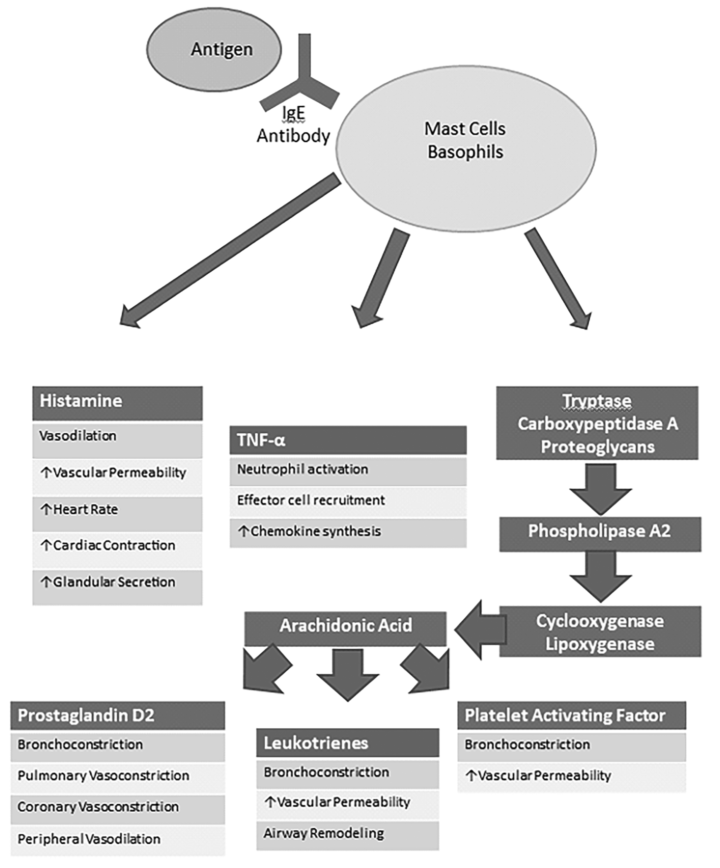 Pathophysiology of Anaphylactic Reactions