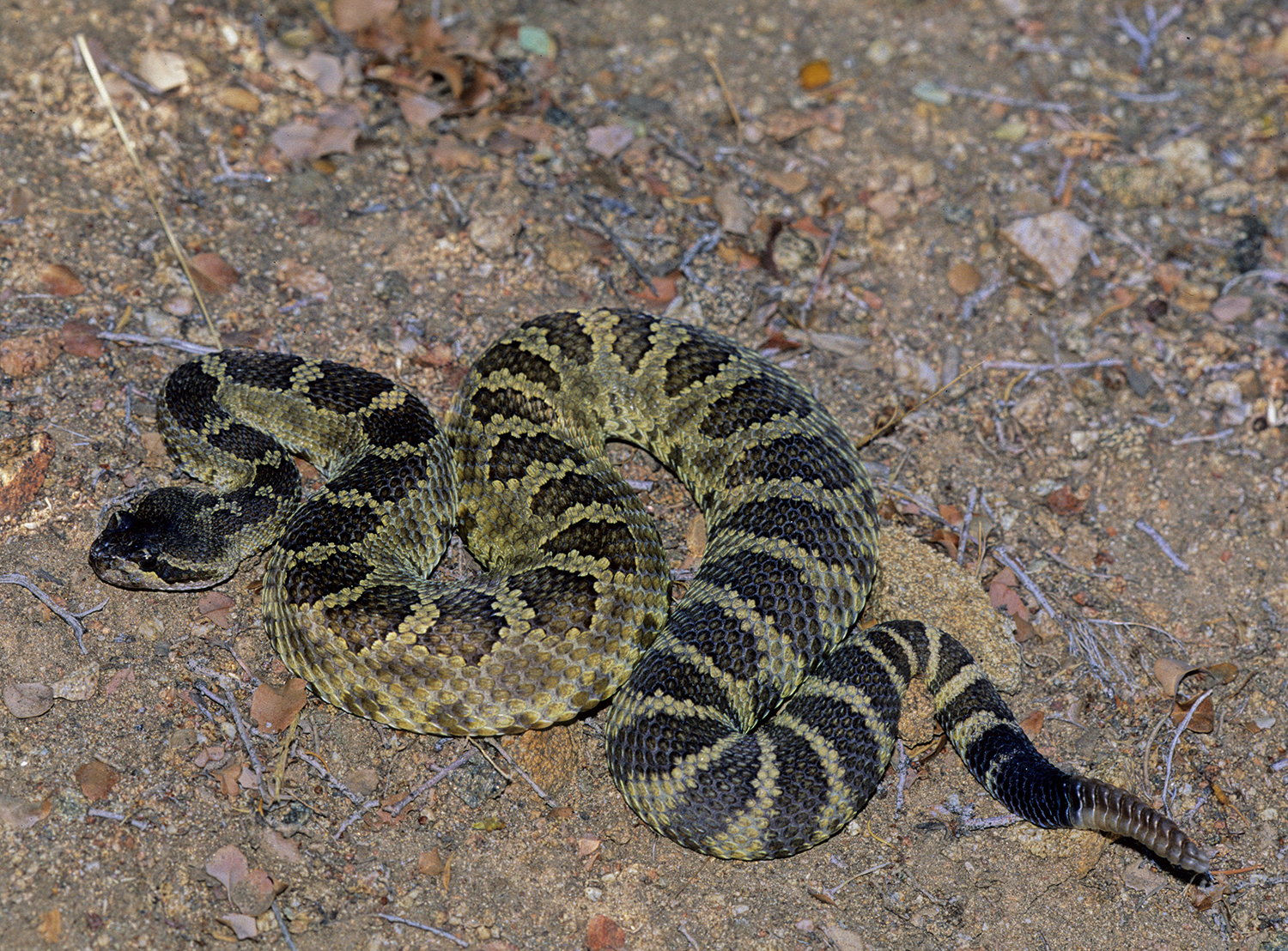 Rattlesnake