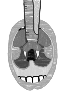 Figure 3_Macintosh Mouth View