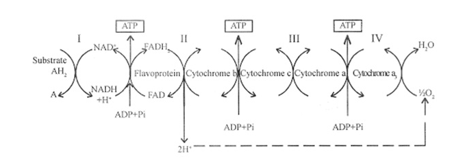 Figure 2. Mitochondrial Electron Transport Chain