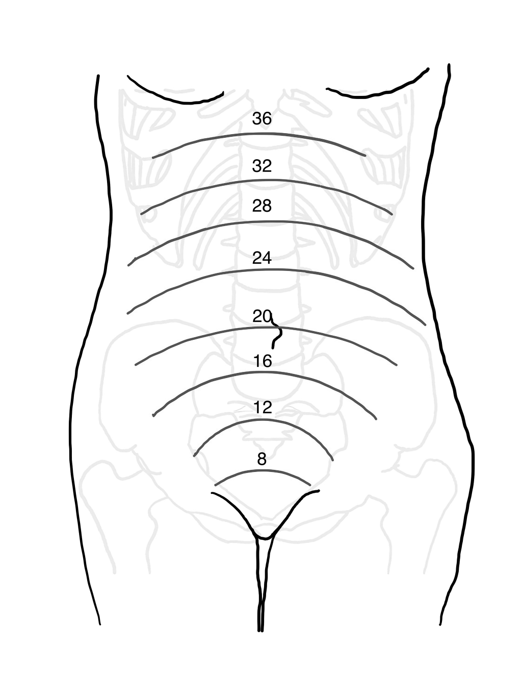 Approximate fundal height