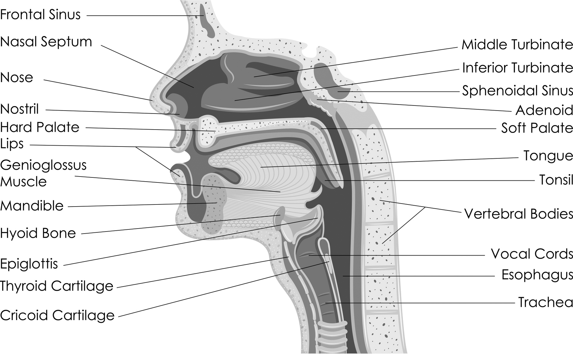 Nasal anatomy