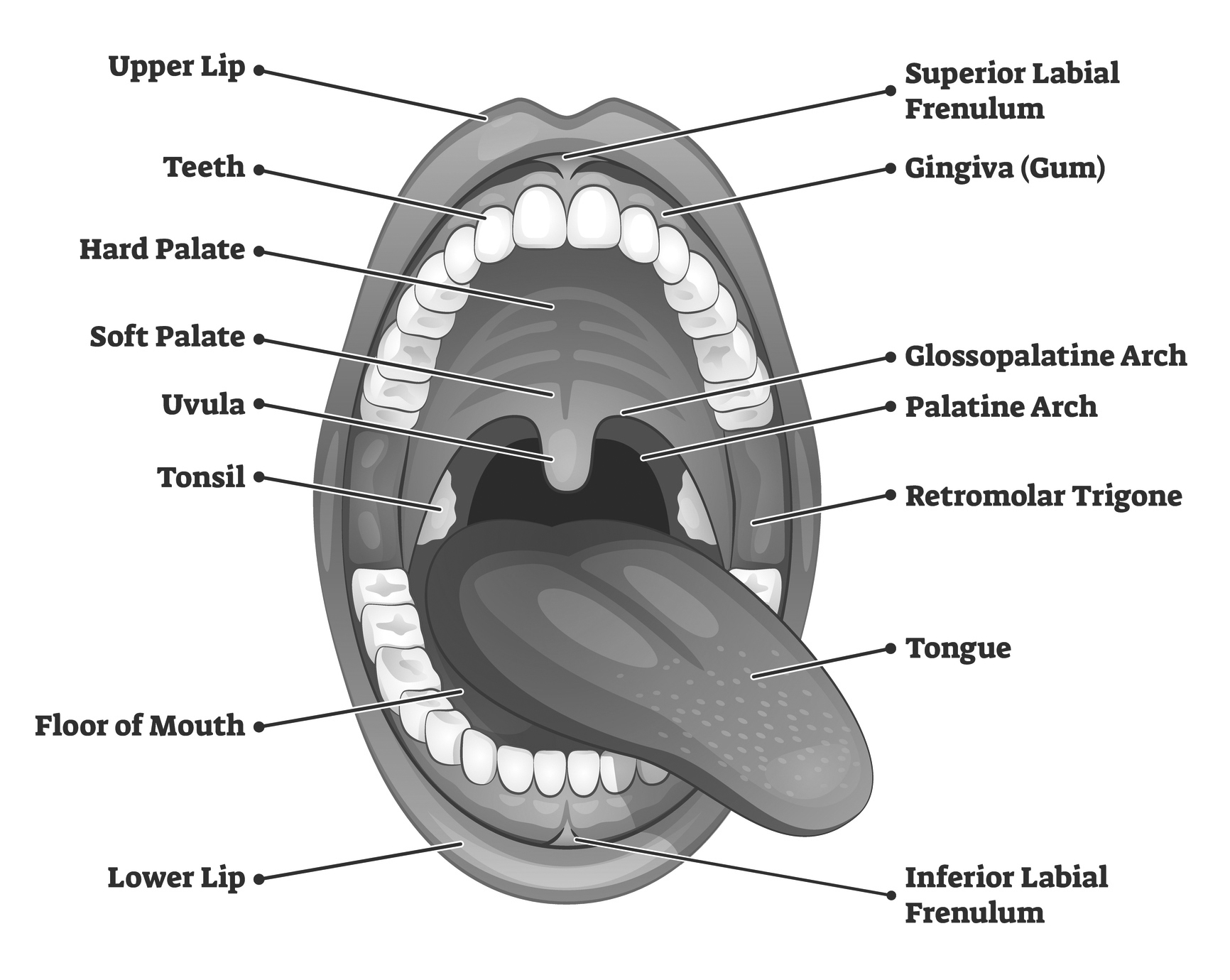 Anatomy of the oral cavity