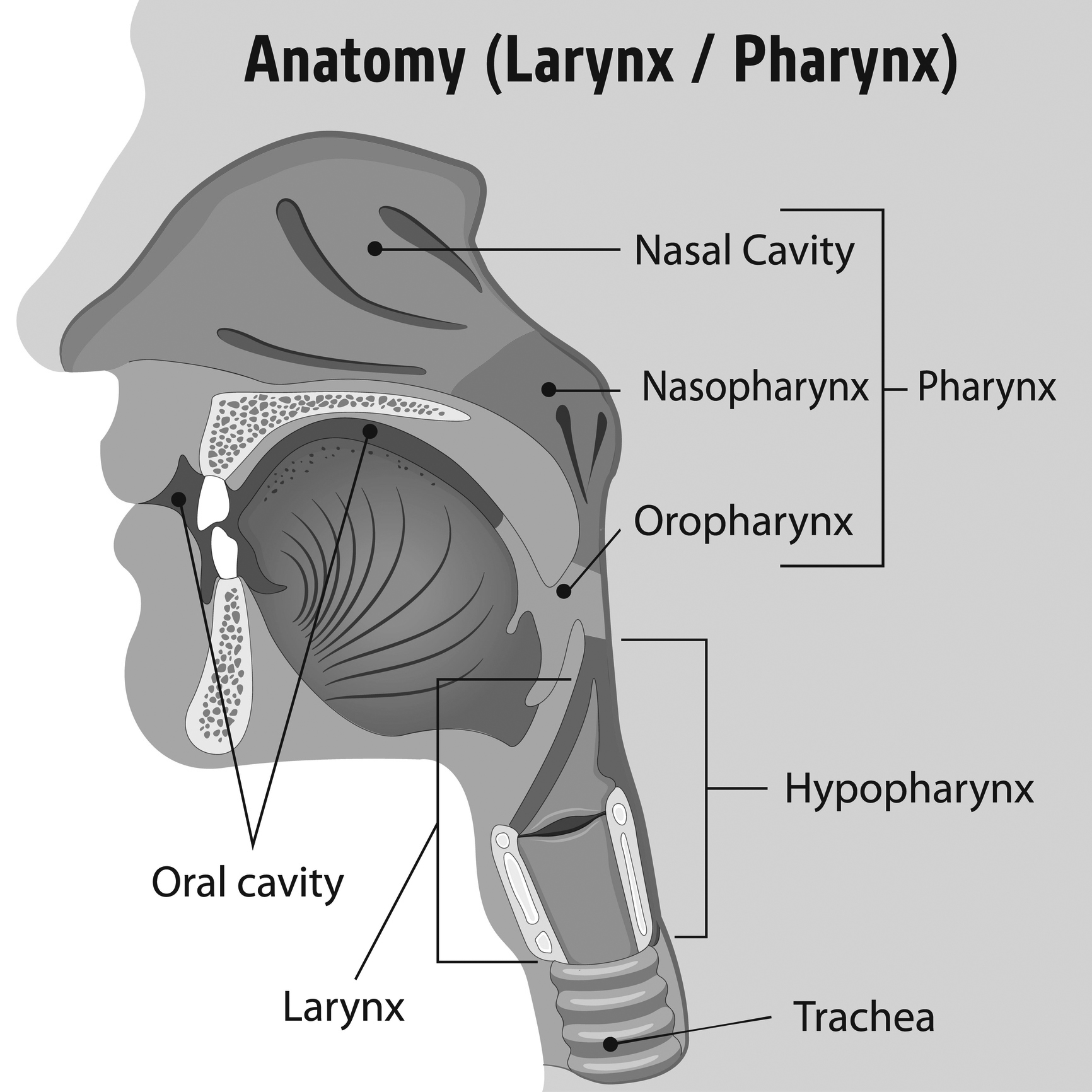 Anatomy of pharnynx